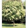 Arbori foiosi FRAXINUS ORNUS VIRAGOS FRASIN 10 12 - Arbori F