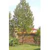 Arbori foiosi PLATANUS ORIENTALIS 16 18 circumf trunchi - Ar