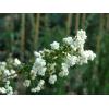 Arbori foiosi PRUNUS PRUNIFOLIA PLENIFLORA  - Arbori Foiosi