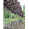 Arbori foiosi PRUNUS VIRGINIANA CANADA RED 10 12 circumf  -