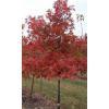 Arbori foiosi QUERCUS RUBRA STEJARUL ROSU 10 12 circumf  - A