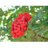 Arbori foiosi SORBUS AUCUPARIA CARDINAL ROYAL SCORUS DE - Ar