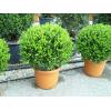 Arbusti evergreen BUXUS MICROPHYLA FAULKNER forma glob
