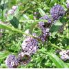 Arbusti foiosi BUDDLEIA ALTERNIFOLIA liliac de vara