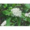 Arbusti foiosi evergreen VIBURNUM RHYTIDOFYLLUM ghiveci 5-7