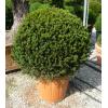 Arbusti forme tunse BILA TAXUS BACCATA