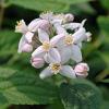Arbusti gradina foiosi DEUTZIA MONT ROSE ghiveci 5-7 litri