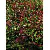 Arbusti gradina frunze semipersistente PHOTINIA FRASERII RED