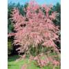 Arbusti gradina TAMARIX TETANDRA RUBRA h 80 ghiveci 3-4