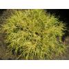 Arbusti rasinosi CHAMAECYPARIS PISIFERA SUNGOLD ghiveci