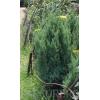 Arbusti rasinosi JUNIPERUS CHINENSIS STRICTA ghiveci 18