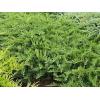 Arbusti rasinosi JUNIPERUS SABINA TAMARISCIFOLIA ghiveci