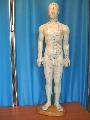 Model studiu corp uman 60 cm