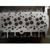 Chiuloasa Boxer-Jumper