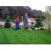 Fertilizare plante ornamentale