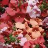 Flori curgatoare de gradina Diascia Red - Flori Curgatoare D