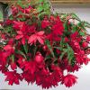 Flori de balcon BEGONIA TUBERHYBRIDA - Flori De Gradina Anua
