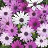 Flori de balcon OSTEOSPERMUM - Flori Curgatoare De