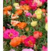 Flori de gradina anuale Portulaca grandiflora - Flori De Gra