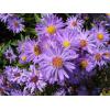 Flori de gradina perene Aster var Novae-belgii - Flori De Gr