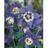 Flori de gradina perene CALDARUSA AQUILEGIA CERULEA SPRING -