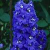 Flori de gradina perene Delphinium grandiflorum Blue Bird -