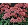 Flori de gradina perene SEDUM HYBRIDUM MUNSTEAD - Flori De G