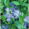Flori de gradina perene Vinca minor vinca saschiu  - Flori D