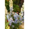 Flori - Delphinium fir mod 798