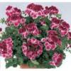 Flori Primule muscate heliotrop gloxinia gerbera craite  -