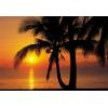 Fototapet decorativ cu palmier Komar Palmy Beach Sunrise - F