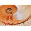 Fototapet decorativ pentru perete Komar Nautilus 1-600 - Fot