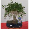 Ghiveci cu bonsai mod 735