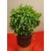 Ghiveci cu buxus mod 728