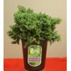 Ghiveci cu juniperus mod 743