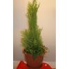 Ghiveci cupresus cu ficus mod700