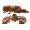 Homari vii - Live lobster