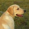 Intrebari frecvente pt transport animale - Transp. animale c