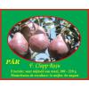 Par Clapp Rosu