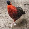 Pasari mature sau pui Tragopan - Pasari