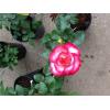 Planta Trandafiri de gradina La minute - Trandafiri De Gradi