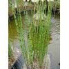 Plante acvatice Equisetum hyemale - Plante Acvatice