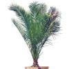 Plante exotice - Plante Exotice