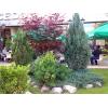 Plante si material dendrologic
