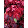 Plante urcatoare Parthenocissus quinquefolia