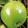 Pomi fructiferi Meri soiul Granny Smith la ghiveci Puieti -