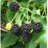 Proiectare depozite fructe de padure