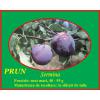 Prun Sermina