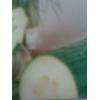 Seminte castraveti de vara Marketmore 8 g