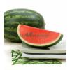 Seminte Hibrid de pepene verde triploid Super Crisp F1